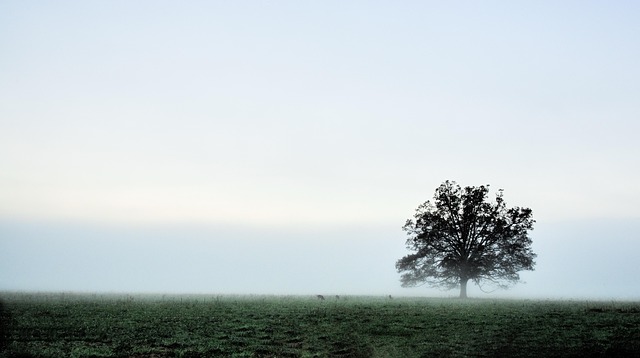 nature, fog, sky, tree, landscape, outdoors, countryside, negative space, cades cove, morning, haze, negative space, cades cove, cades cove, cades cove, cades cove, cades cove