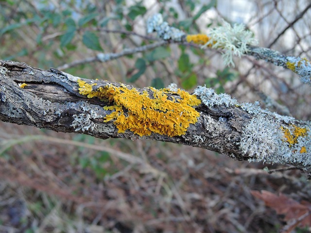 Free Lichen Dead Branch photo and picture