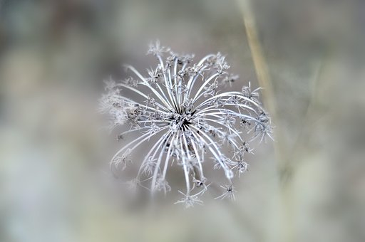 Free Plant Nature photo and picture