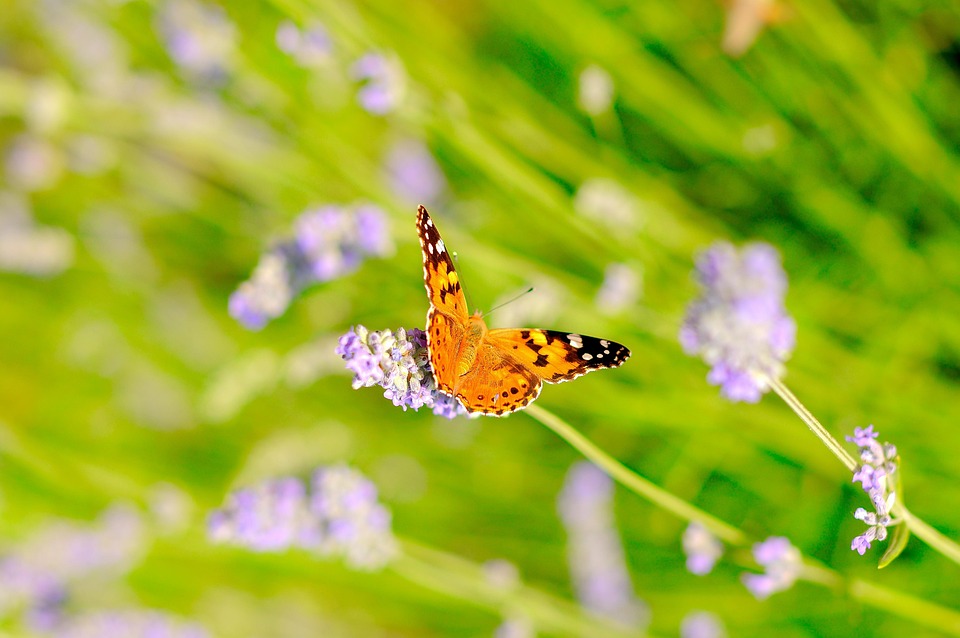 自然 阳光 昆虫 - Pixabay上的免费照片 - Pixabay