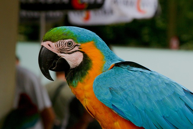 Free Bird Nature photo and picture