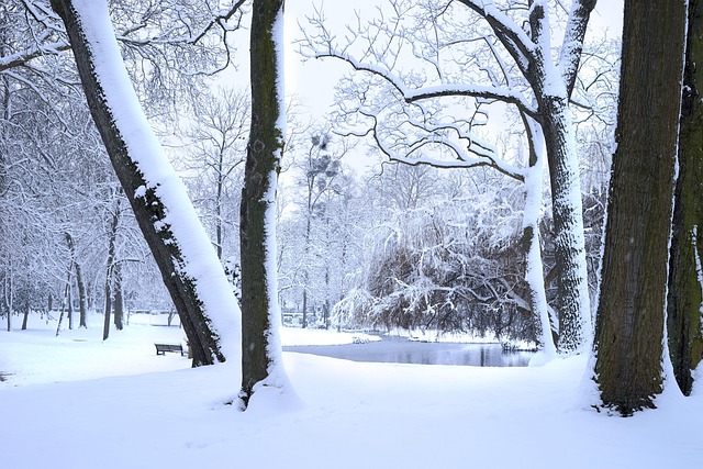 Free Winter Snow photo and picture