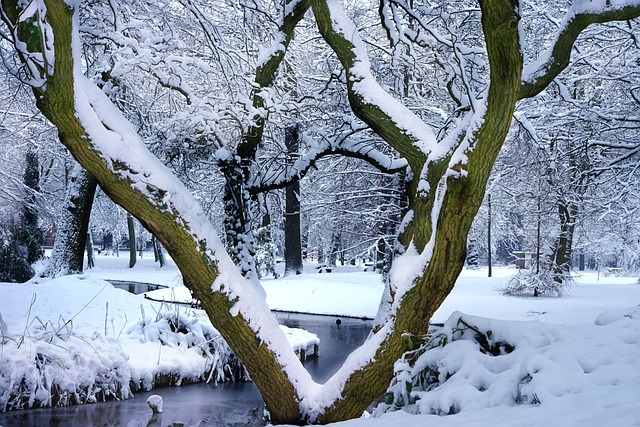 Free Snow Winter photo and picture