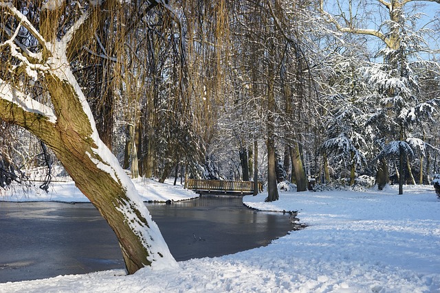 Free Snow Winter photo and picture