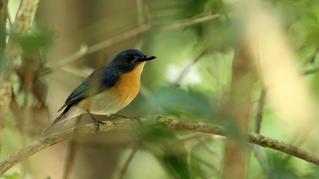 Bird - free online jigsaw puzzle photo