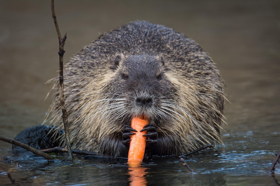 https://cdn.pixabay.com/photo/2018/02/14/18/43/nutria-3153577_960_720.jpg