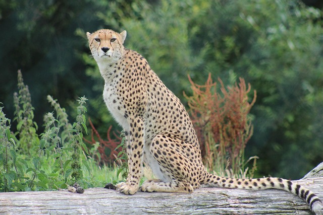 野生動物 自然 動物 - Pixabayの無料写真 - Pixabay