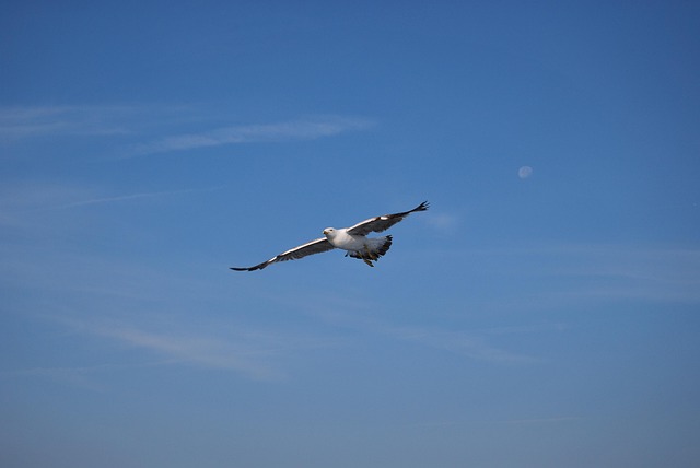 Free Flight Aves photo and picture