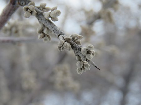 Free Frost Nature photo and picture