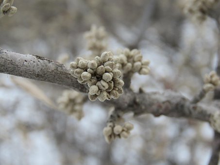 Free Nature Tree photo and picture