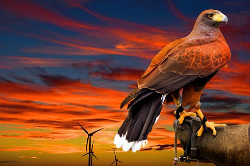 Free Falcon Bird photo and picture