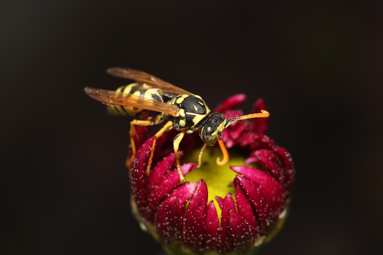 Meon Insecto Insecto Naturaleza No Hay Hombre - Foto gratis en Pixabay - Pixabay