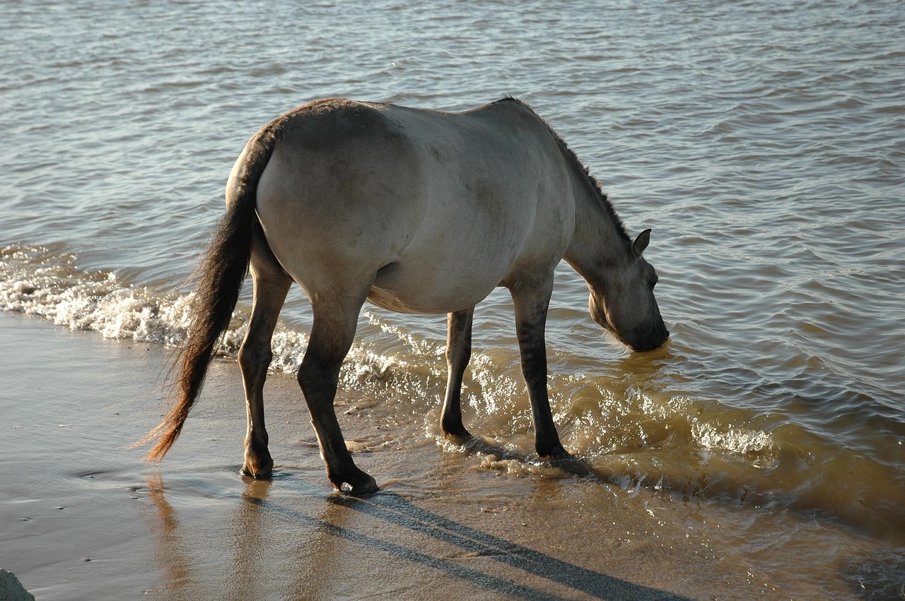 Horse Drinking Water Free photo on Pixabay