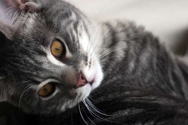 Free Cat Cute photo and picture
