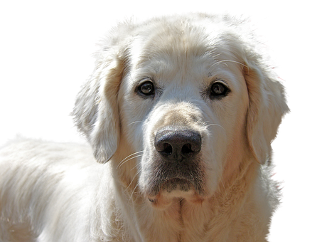 1000以上の無料ゴールデンレトリバー 犬画像 Pixabay 1000以上の無料ゴールデンレトリバー 犬画像 Pixabay