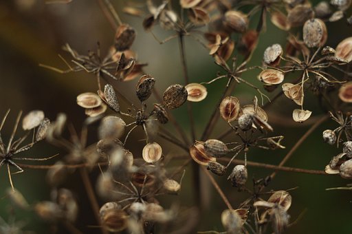 Free Nature Plant photo and picture