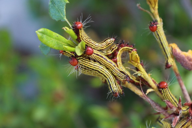 Free Nature Leaf photo and picture