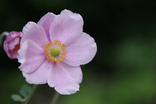 Floare, Plantă, Flori Frumoase, Natură