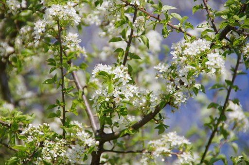 Floare, Copac, Flori Fundal, Înfundat