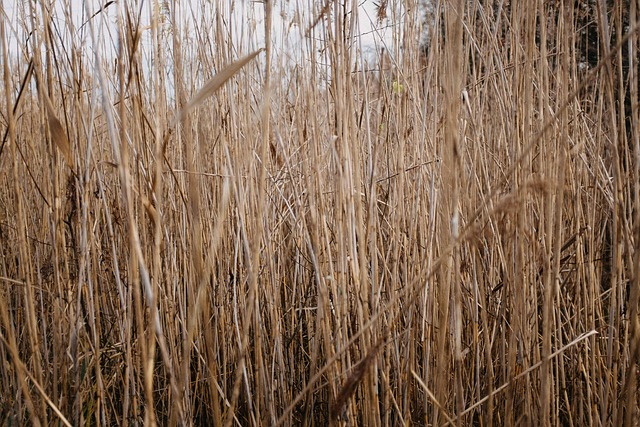 Free Landscape Bohemia photo and picture