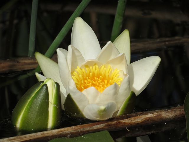 Free Flower Plant photo and picture
