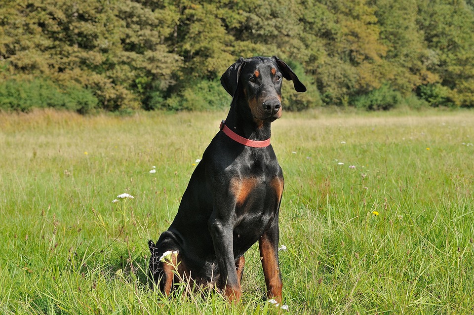 Mammal Grass Dog Free photo on Pixabay