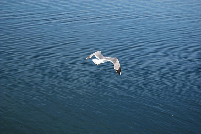 Free Waters Aves photo and picture