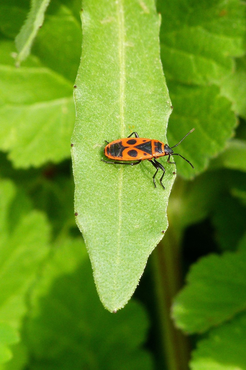Bug Inseto Bug Pyrrhocoris Apterus Inseto - Foto gratuita no Pixabay - Pixabay