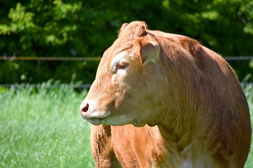 Free Cow Beef photo and picture