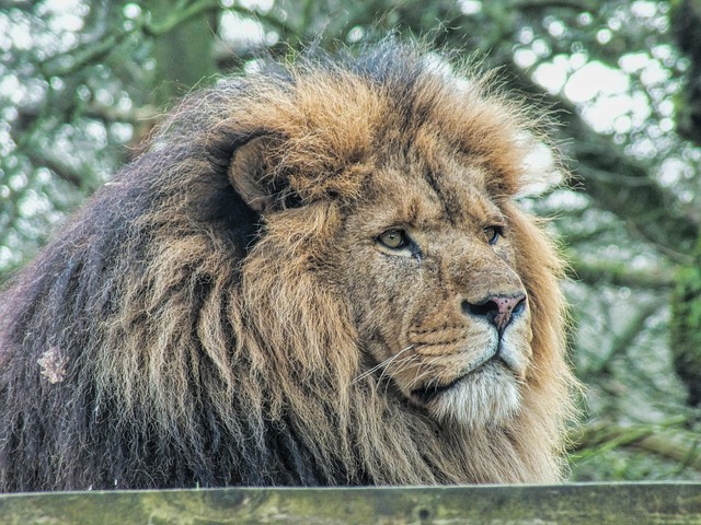 Free Wildlife Mammal photo and picture