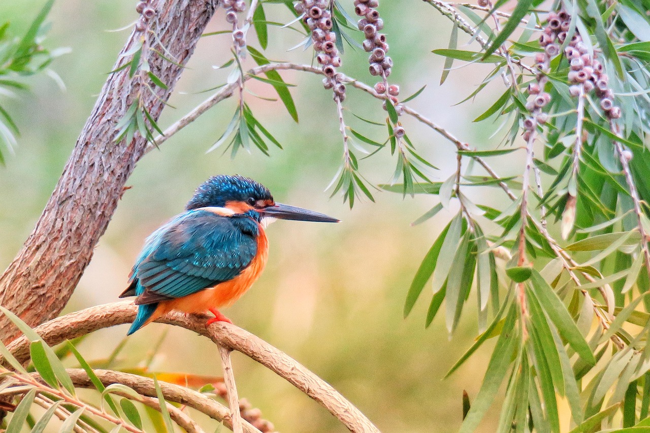 1 000 Free Kingfisher Bird Images Pixabay 1 000 Free Kingfisher Bird Images Pixabay