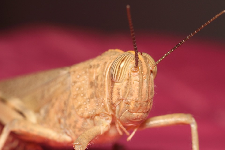 Grasshopper Invertebrate Insect - Free photo on Pixabay - Pixabay