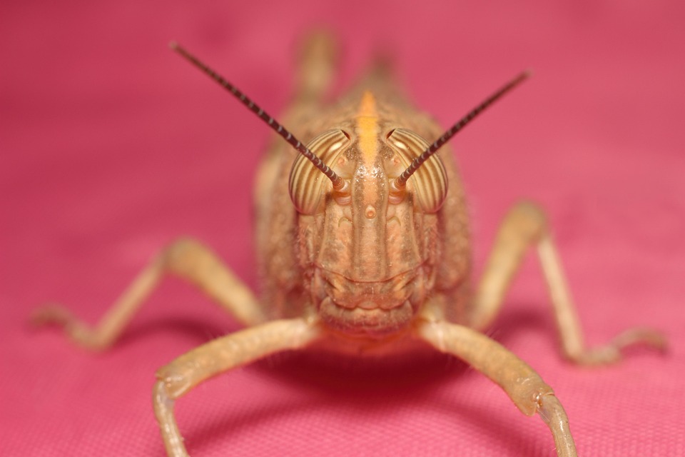 Insect Invertebrate No One - Free photo on Pixabay - Pixabay