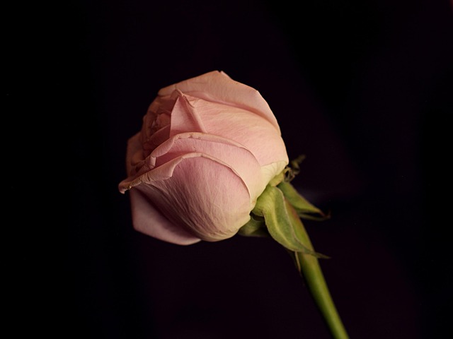 Free Rose Flower Wallpaper photo and picture