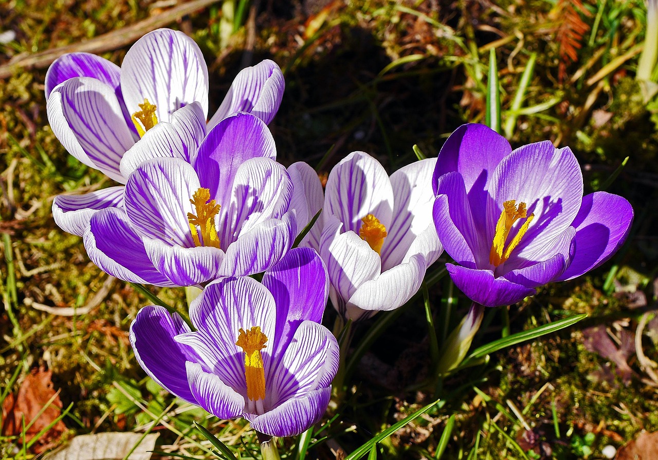 Crocuses - free online jigsaw puzzle photo