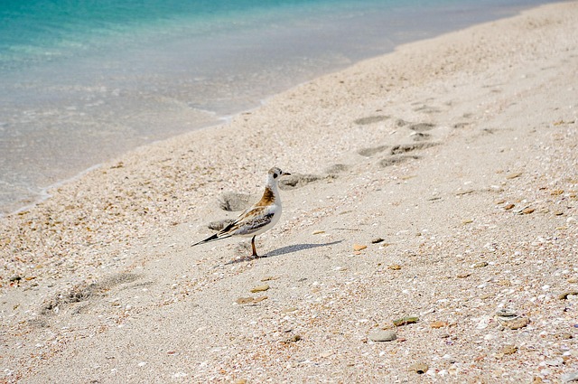 Free Sand Nature photo and picture