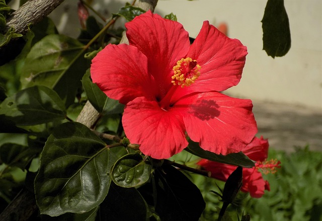 Free Nature Beautiful Flowers photo and picture