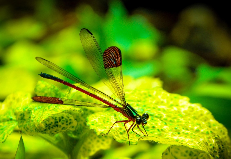自然 昆虫 叶子 - Pixabay上的免费照片 - Pixabay
