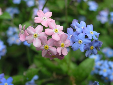 Flori, Plantă, Natură, Nu Ma Uita