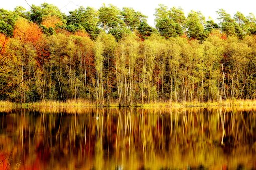 Natur, Herbst, Landschaft, Blatt