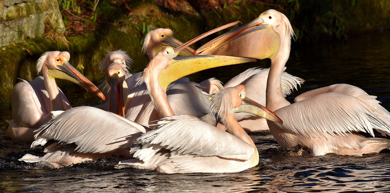 Pélican Oiseau Le Bec Des - Photo gratuite sur Pixabay - Pixabay