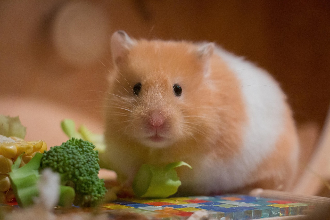 10 000 Free Funny Hamsters Hamster Images Pixabay