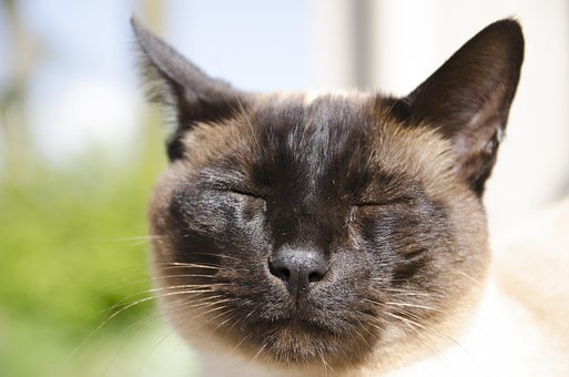 Сиамская Кошка, Feline
