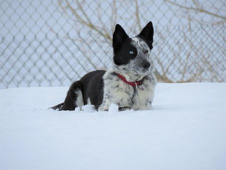 Free Winter Snow photo and picture