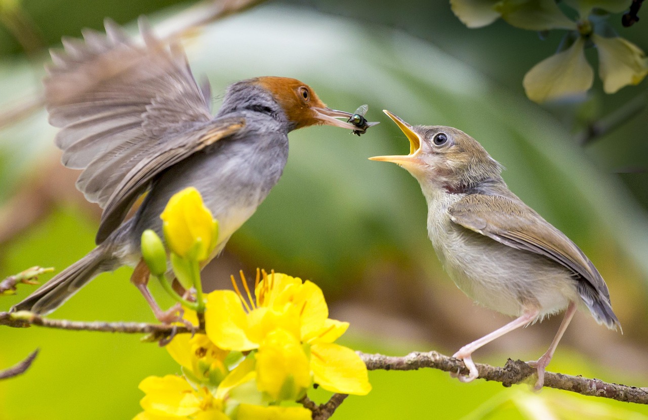 Nature Bird Wildlife Free Photo On Pixabay
