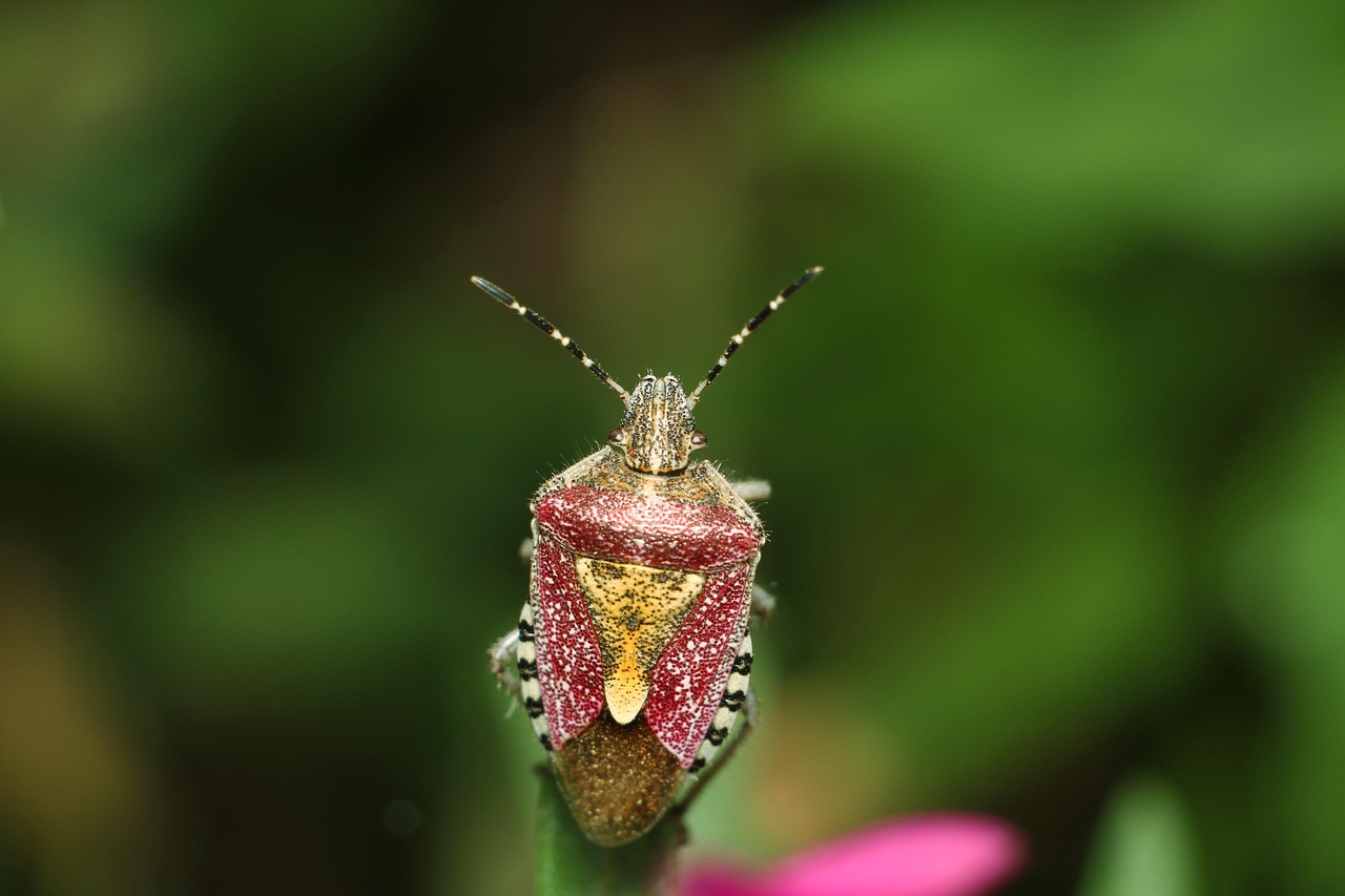 Non Invasive Insect Insect No One Nature - Free photo on Pixabay - Pixabay