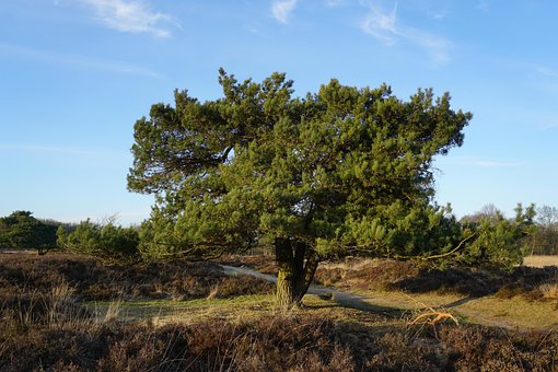 Free Landscape Nature photo and picture
