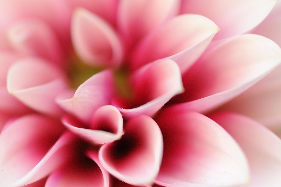 花 咲く ピンクの花 Pixabayの無料写真