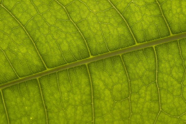 Free Sheet Plant photo and picture