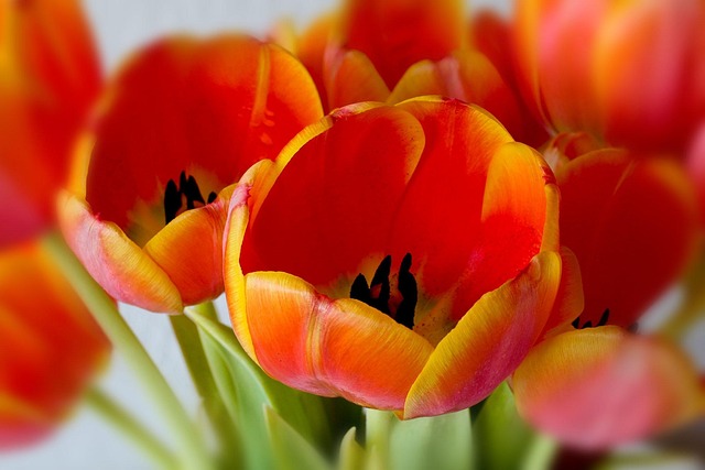 Free Tulip Flower photo and picture